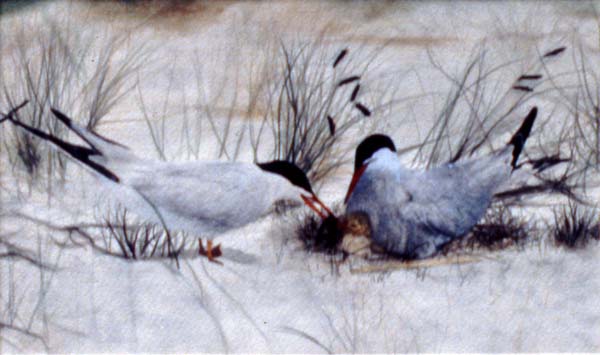 Artic Terns watercolor painting Zoras Garden Lore Stephan